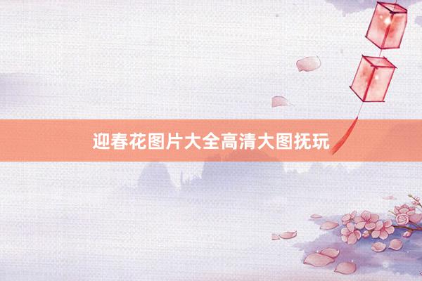迎春花图片大全高清大图抚玩